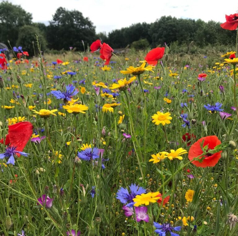 Species Rich Wildflower Turf - London Turf and Soil